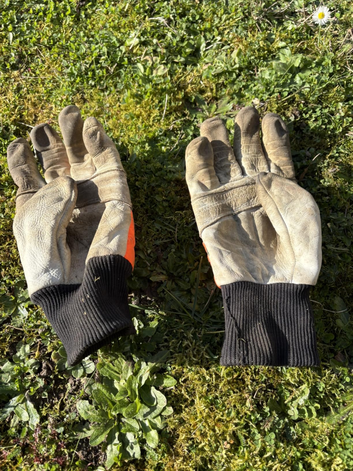 Oregon Yukon Gants cuir tronçonneuse taille M